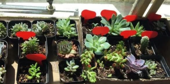 到了暖春，盆栽多肉该怎样施肥，用什么肥好？