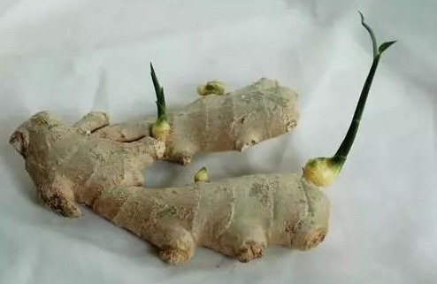 生姜|这些食物“发芽”了营养更高,别当“过期食品”扔了,非常可惜