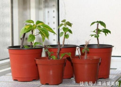 垃圾桶中容易“捡到”的3种花，1分钱不花，养出几十盆，花开爆盆