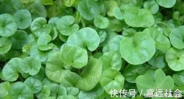 植株|农村这种野草有剧毒,老农民却称它为“解毒王”,见到别随意采摘