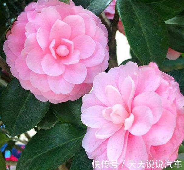 金边瑞香|5种“不怕冷”的花,现在养一盆正当时,花艳色美香味浓,好养