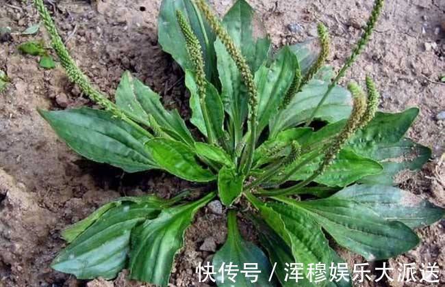 用车前草|失眠难入睡,莫慌!用此物泡水喝,补脑抗衰,远离失眠烦恼,祛湿