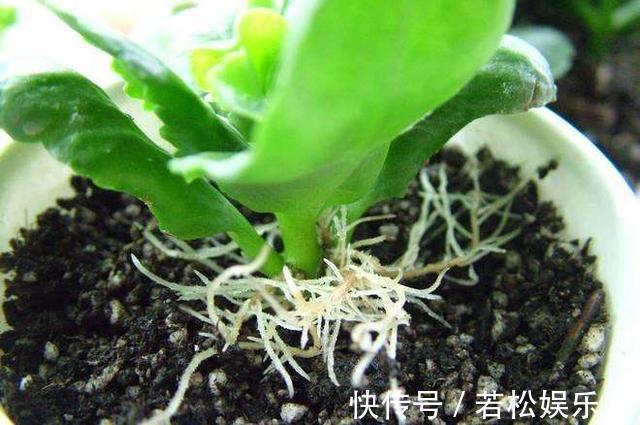 花卉|生根剂不用买,用家家都有的“小东西”,2分钟就能制出来