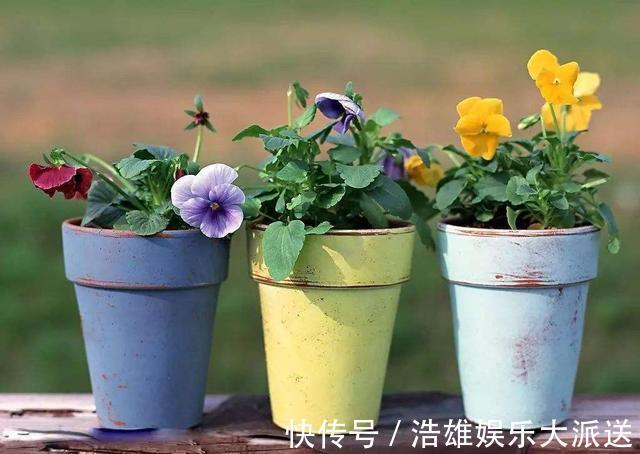 杀手|养花“坏毛病”改掉！小心啥也养不成，变成养花“杀手”