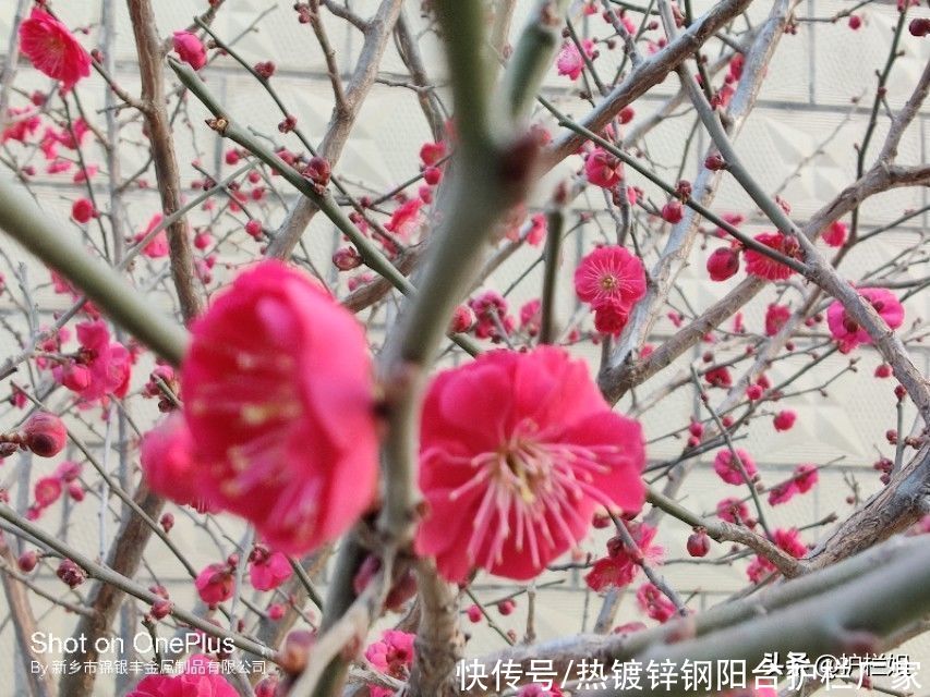 护栏姐：雪花纷飞，梅花香自苦寒来，红梅白雪共迎春