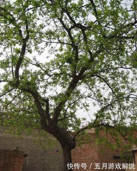 罗汉松|7种树“进宅”,旺财镇宅,延绵百年,家里有地方,一定养一棵