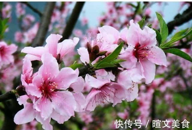 身体机能|便秘“最怕”的几种食物,每天换着吃,快速排便,肠道更健康