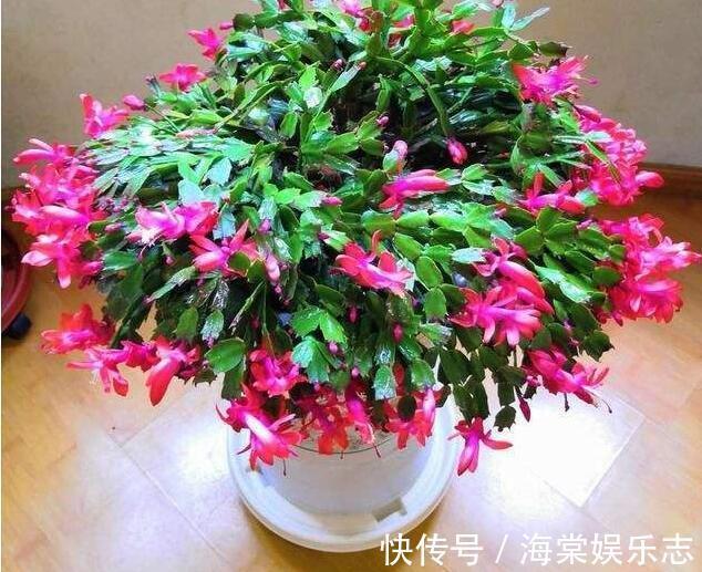 植株|秋季蟹爪兰花期浇水就死掌握3个浇水窍门,盆底排水流畅是关键