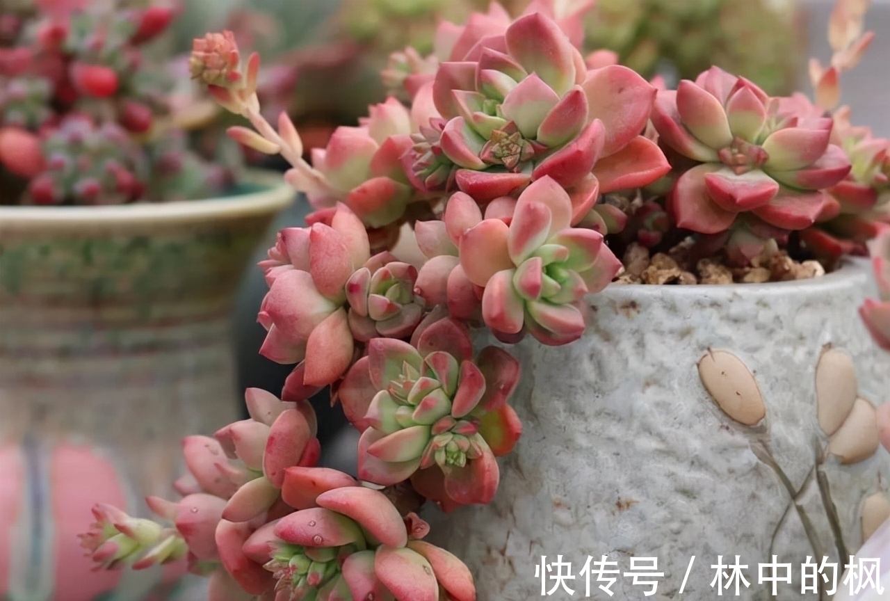 养多肉马库斯,花友们遇到的4个问题,说一下我的答案