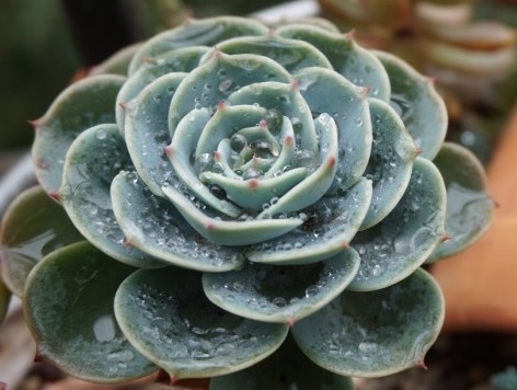 喜欢养菊花，不如养护7种多肉植物，往阳台上一放就能爆盆