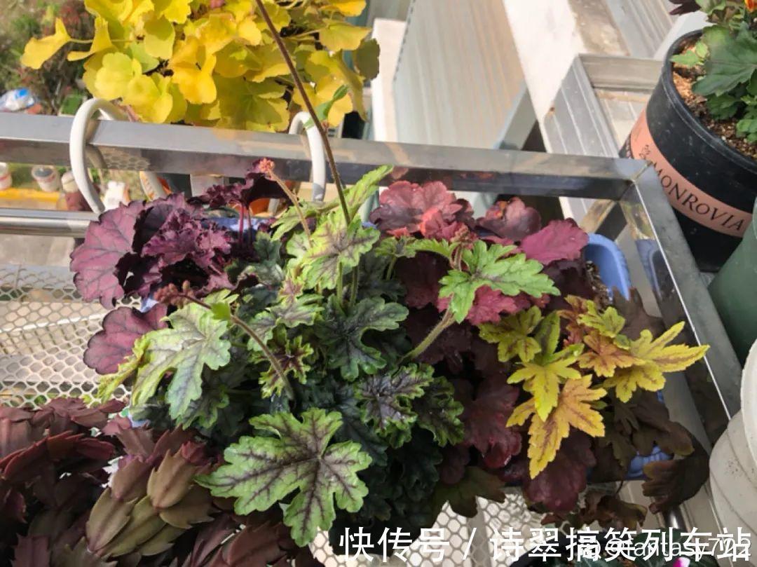 阳台党的烦恼，没有院子，只能挖空心思养花