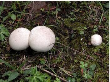 地方|见过这种野生“大白馒头”吗吃起来如豆腐,老了如同“烟雾弹”