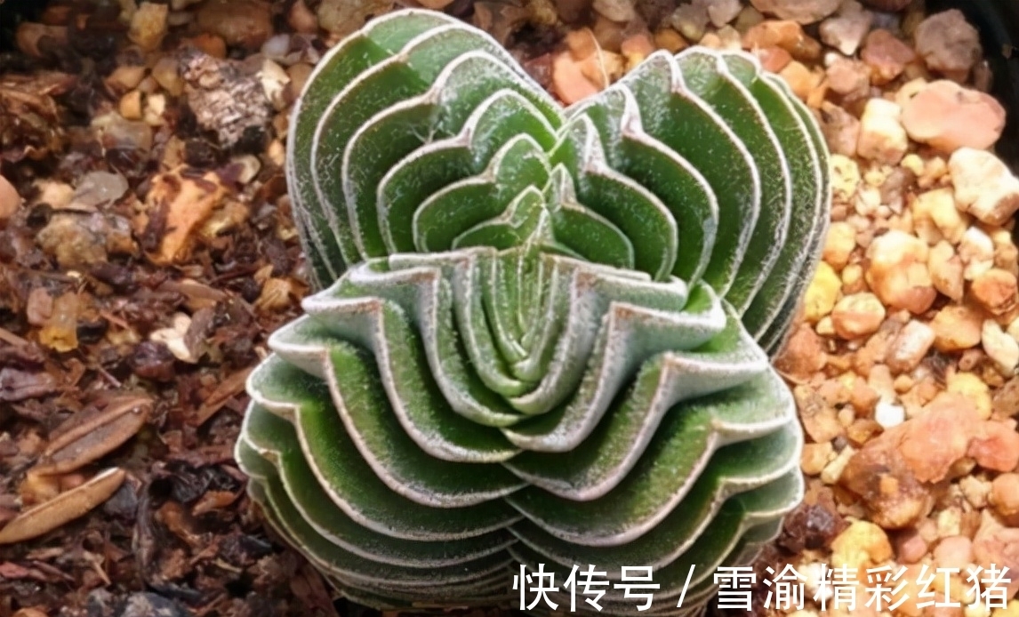 9种多肉长相很奇特,家里养上一盆,新奇又别致