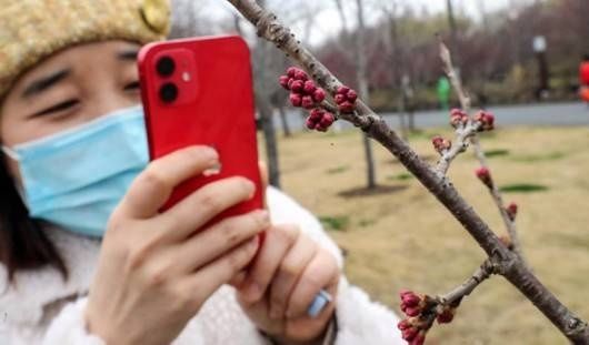 老年|年还没过完，上海顾村公园的早樱已经开了……