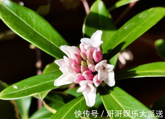 香味|喜欢养芳香花卉的人，客厅只养一盆“夺香花”，好闻又大气