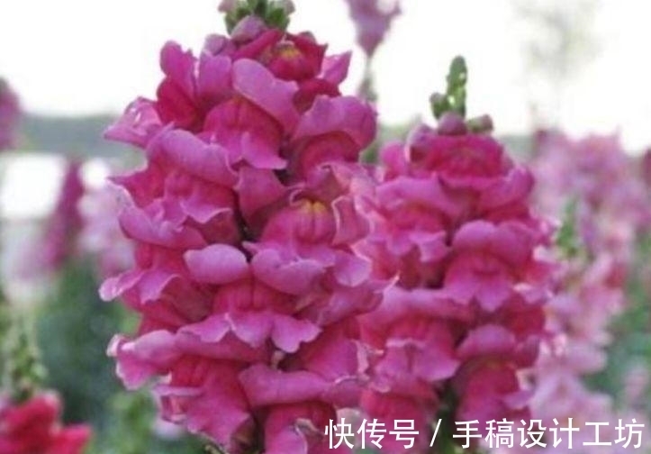 种花人|阳台养这几朵花，花期长，花色艳丽，开成花海，邻居都羡慕！