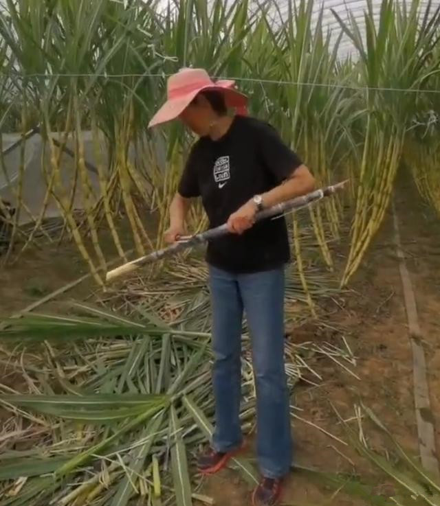 鸣不平|郎平心情大好！接完代言下地削甘蔗，北京洛杉矶有豪宅，安享晚年