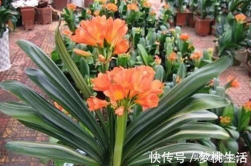 这种过期药片扔花盆里,不管多蔫的花一个劲疯长,不黄叶不烂根