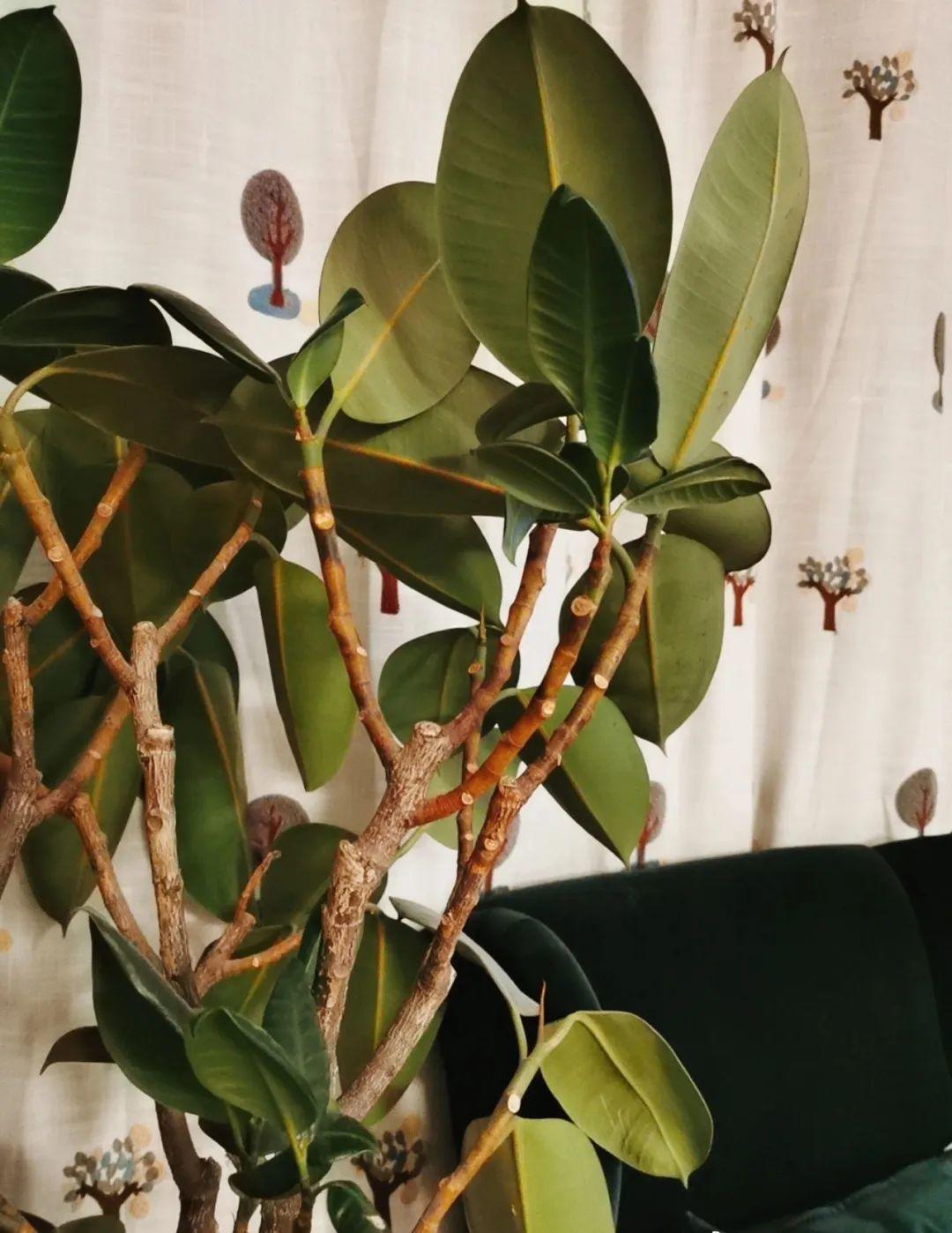 鸭掌木|15种大型绿植,净化空气除异味,摆客厅太气派!