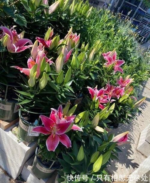 花瓣|客厅养花,这6种“香香花”,花香浓郁,养在客厅衣服都带香味