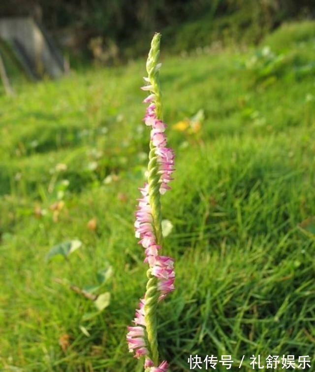 这些花长得真美,却频频灭绝,要是真没了,太可惜了!