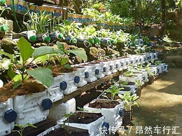 小菜园|养花技巧:一个油桶胜过两花盆,种菜养花好用又省钱!