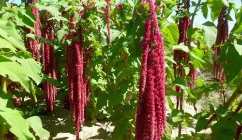 冬天养生，不妨多吃3种食物，美容养颜，排毒抗衰，改善睡眠质量