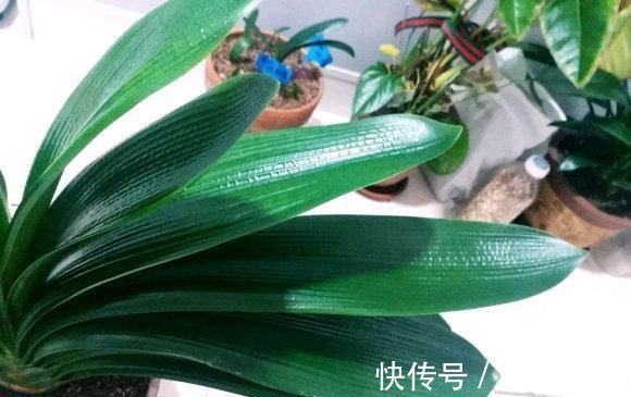 叶片|夏季养君子兰，要做好这3点，否则叶片容易出问题