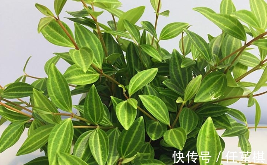 发酵|家家都有的“小东西”,长叶特别棒,只需半年埋一次,不用再施肥