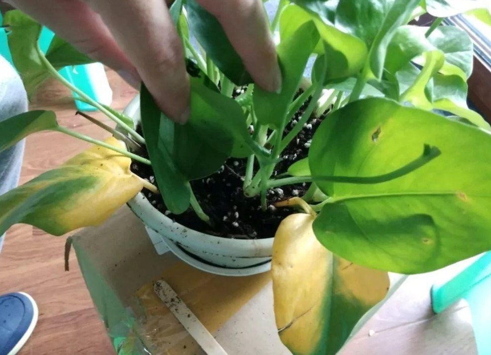 浇灌|天热养花补水，用这3样，枝叶干净油绿，根须健壮发达