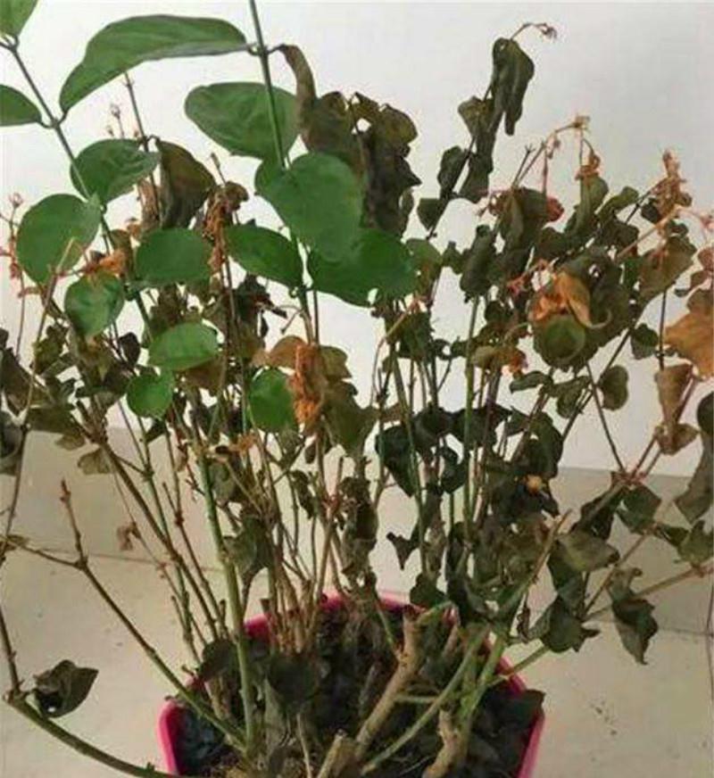 此种花冬天会假死,一枯萎就扔掉,损失一大笔