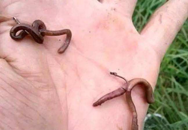 蚯蚓加|蚯蚓钓鱼不是终极手段,这样加工,让蚯蚓的诱钓效果能翻一倍