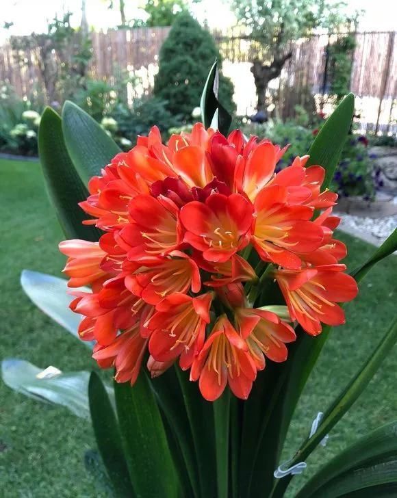 君子兰不开花不抽箭？浇水时加点料，快速抽箭，花开不断