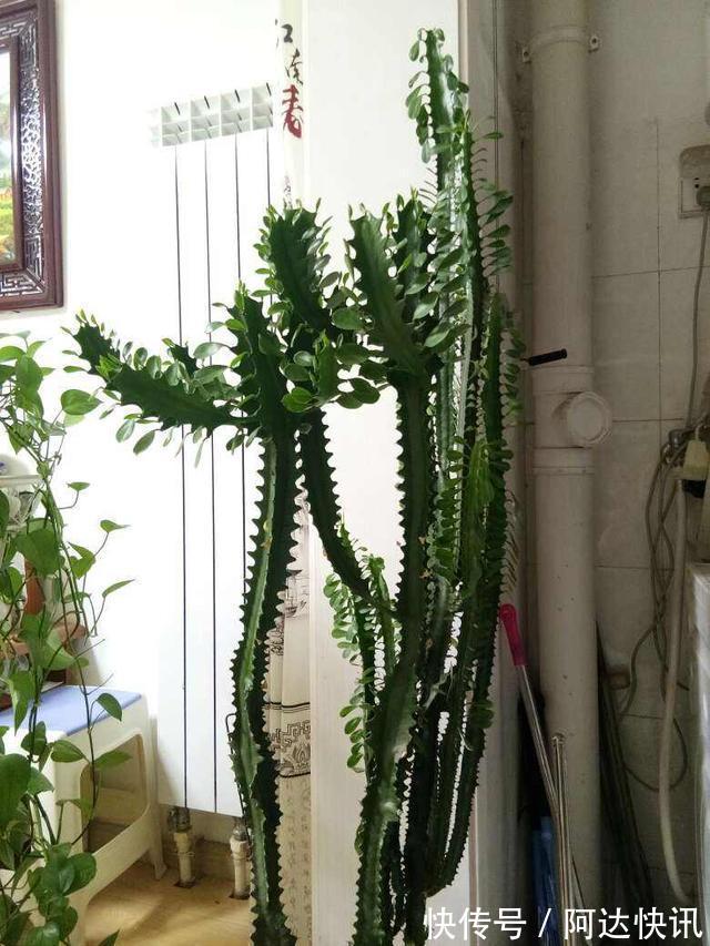 镇宅树|龙骨被誉为“镇宅树”,做好4点养护技巧,长得又高又旺盛