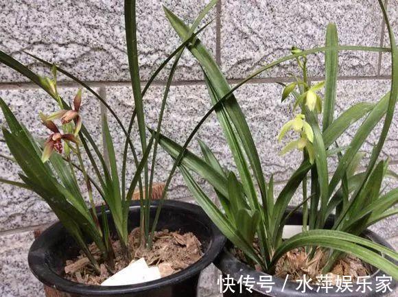 水仙瓣|8种兰花,最适合新手养,好活好开花关键还便宜!