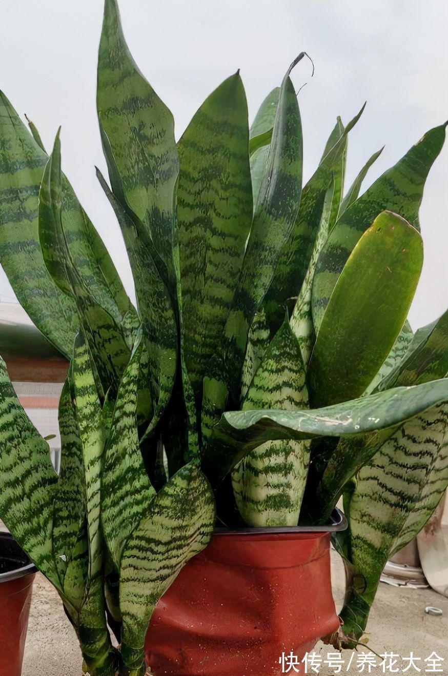 30种观叶植物,能观赏也净化空气,总有一种你养过