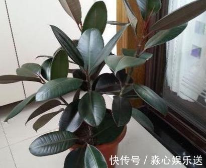 叶片|喜欢橡皮树只用1片叶子，插土里15天冒白根，养出一盆橡皮树