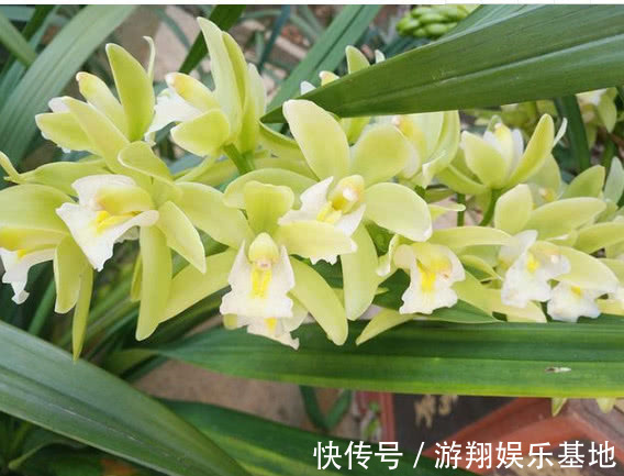 爆盆|此花一养就喜欢上它，好养漂亮，开花就爆盆，香味十足，女生必选