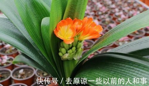 二氧化碳|君子兰真的爱喝啤酒吗?听听养花达人怎么说