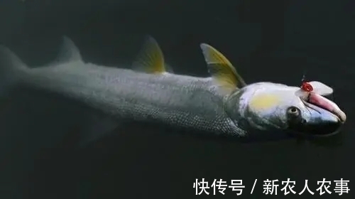 江苏一男子野钓捅了水老虎窝，一不小心就爆护了，网友：适当索取