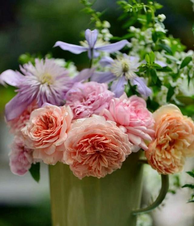 月季修剪藤本月季修剪,灌木月季修剪,微月修剪,这里讲透了