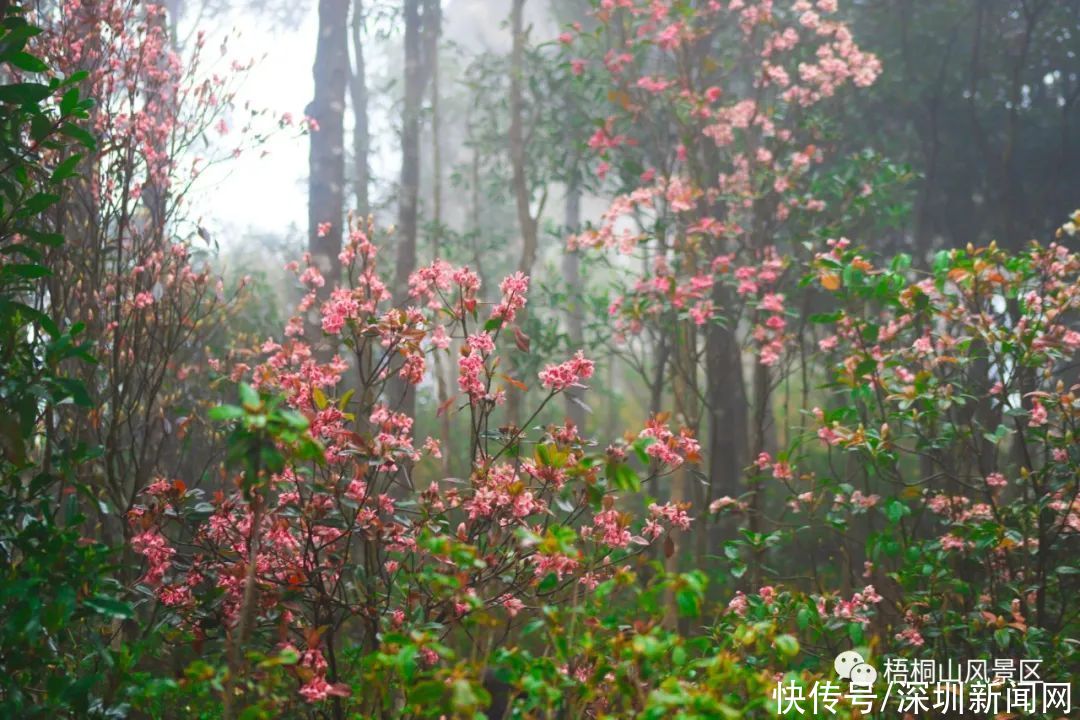 教堂|错过等一年！梧桐山最美花海盛开，漫山遍野一片粉