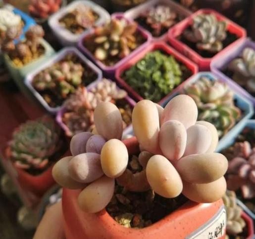 办公室养多肉，盆栽这5款，不怕采光差、难看、一盆不剩！