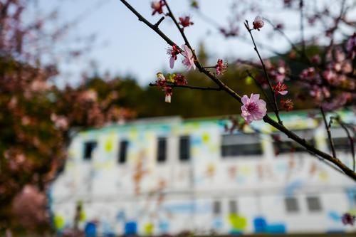 团圆|青山绕城去，繁花入眼来，重庆这条网红地铁带你驶向春天