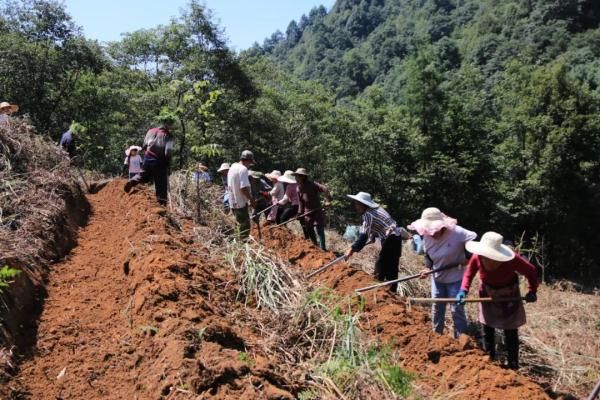 白马山|毕节国家森林公园白马山景区：护好一片林，吃上“生态饭”