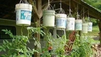 植物|没地种花种菜,没时间浇水几个塑料瓶就能解决,DIY变废为宝