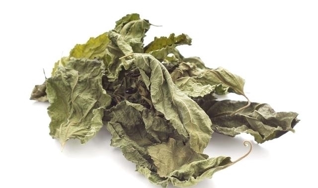 采摘|农村老人常说“霜打的桑叶是个宝”,桑叶的这些作用你知道吗