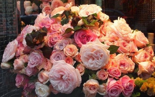 喜欢玫瑰不如选“红袖玫瑰”,花语红颜知己,娇艳动人十分妩媚