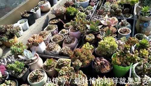 塑料杯子没用？给多肉植物扣一个，叶子马上变圆润又水灵