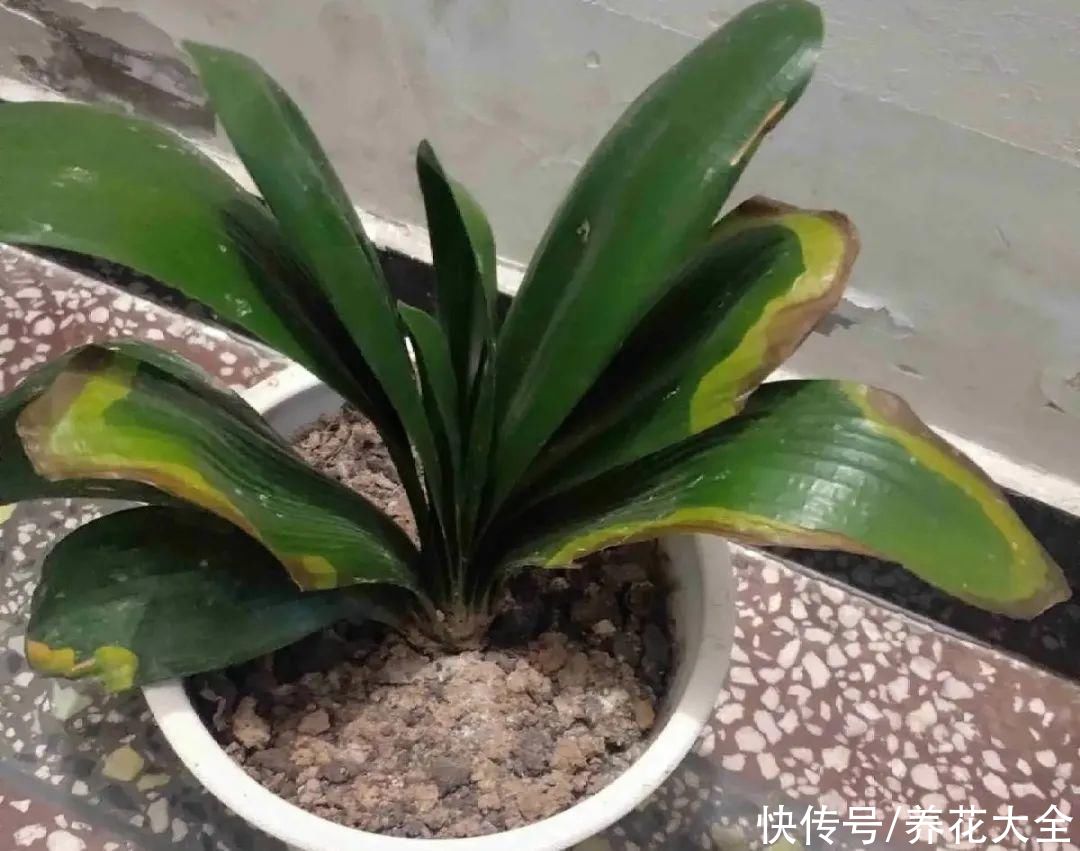 烂芯|夏天养君子兰,烂叶烂芯烂根,太难养了